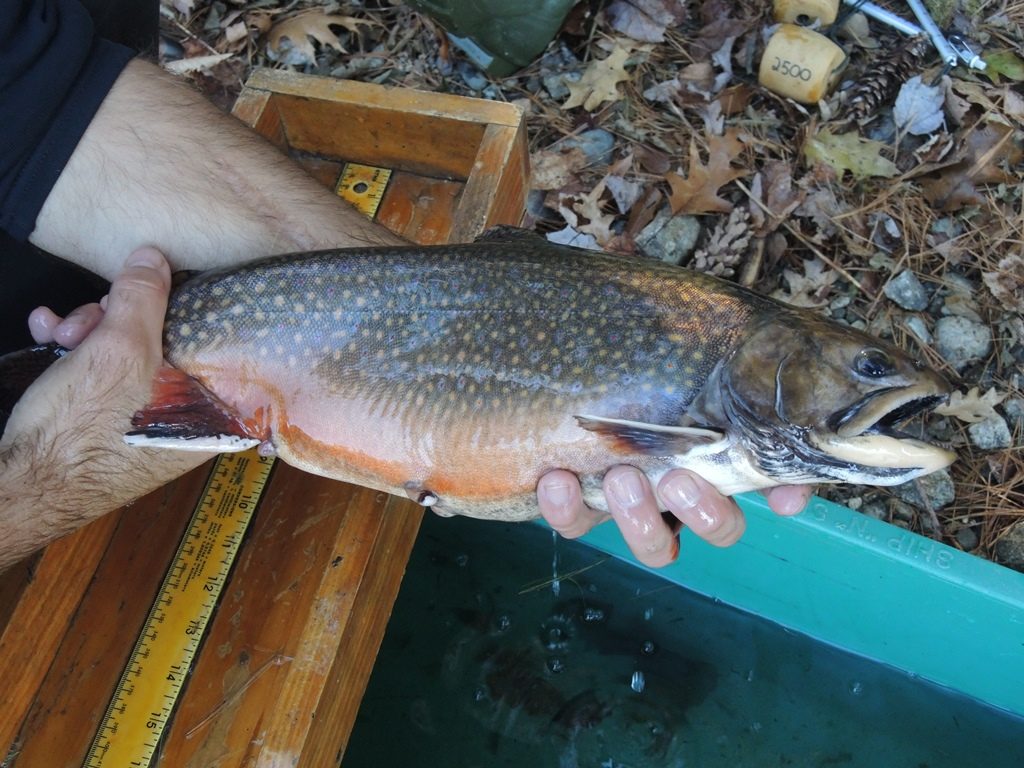 This football-shaped brookie was measured, weighed and released.