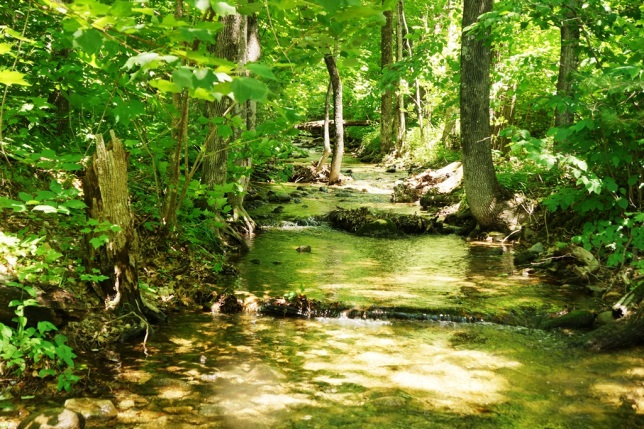 cat-alley-brook-upstream-of-culvert