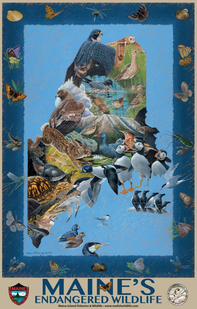 Maine's endangered and threatened species poster makes a beautiful gift and all proceeds help Maine's endangered and threatened wildlife.
