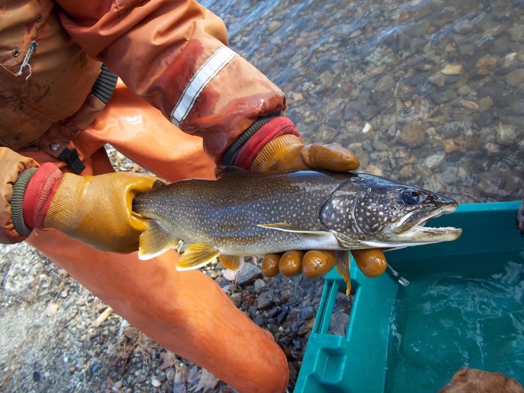 Wassookeag Togue Anglers Provide Invaluable Fisheries Data