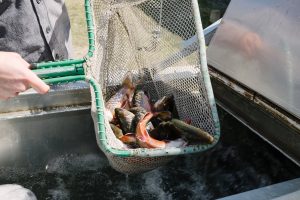 Maine's Fish Stocking Program: What It's All About | IFW Blogs