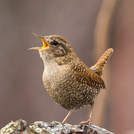 Wren