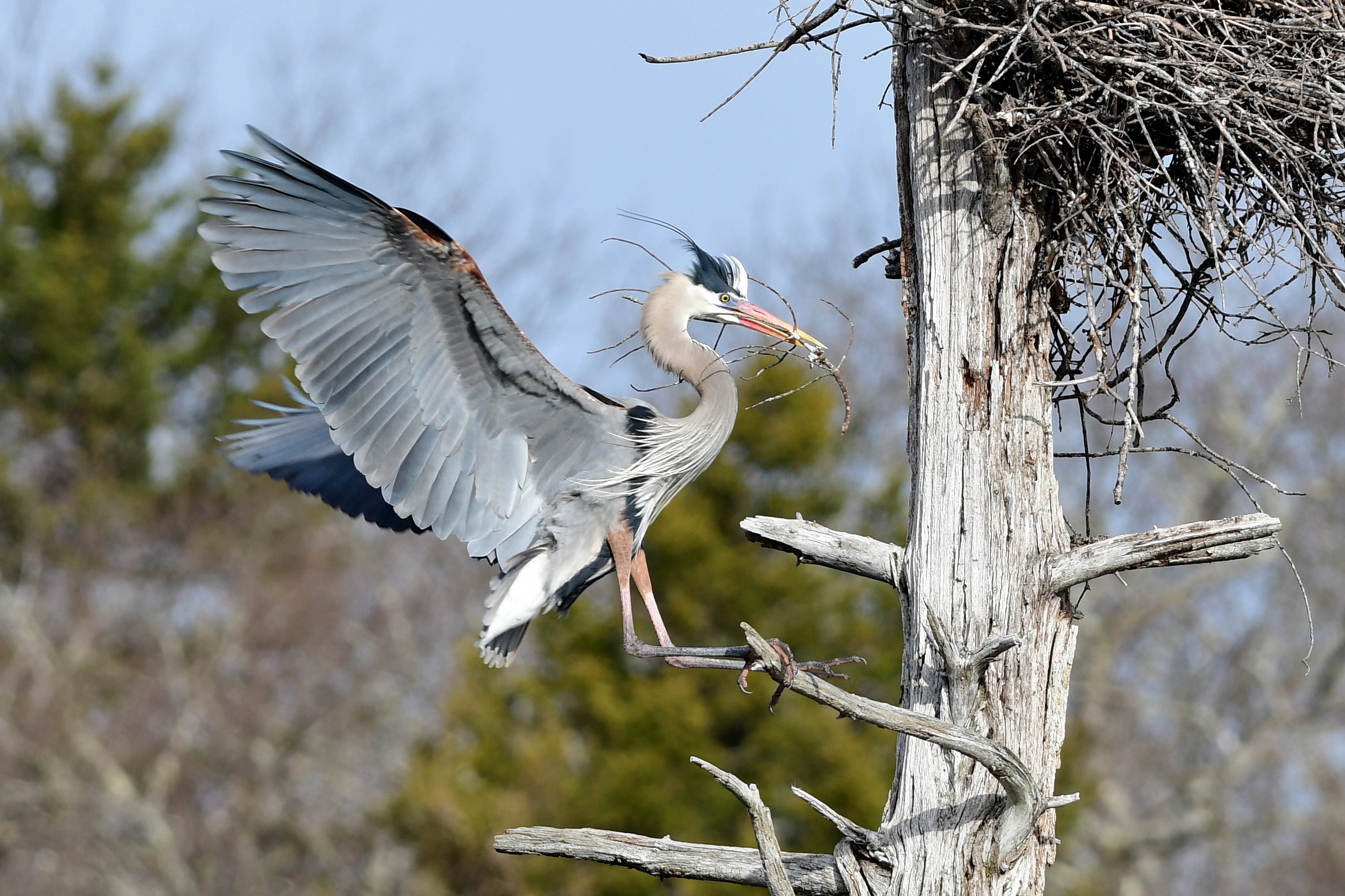 Great blue heron landing on tree branch with stick in its bill.