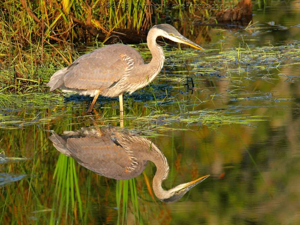 Juvenile great blue heron standing in shallow water and peering into the water.