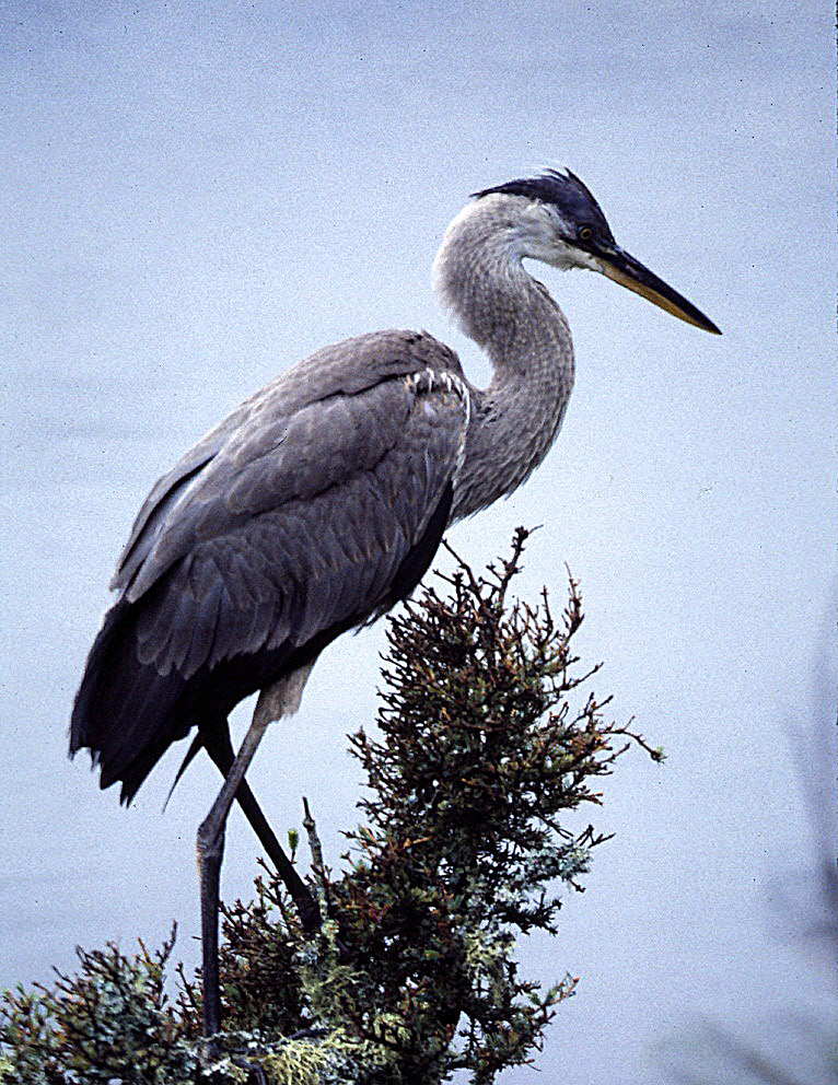heron-3_7-31-86