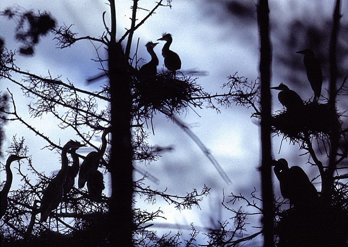 heron-nests_7-17-86