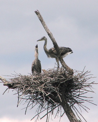 Two Nestlings by Ron Logan