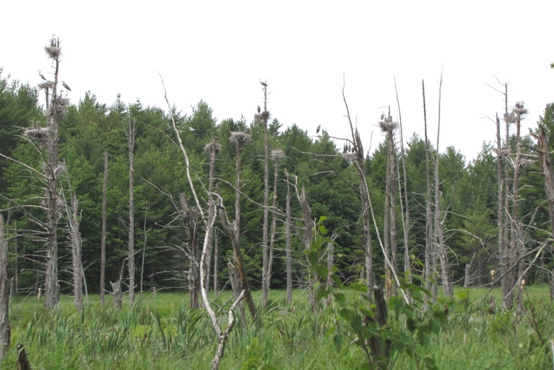 Active Heron Colony