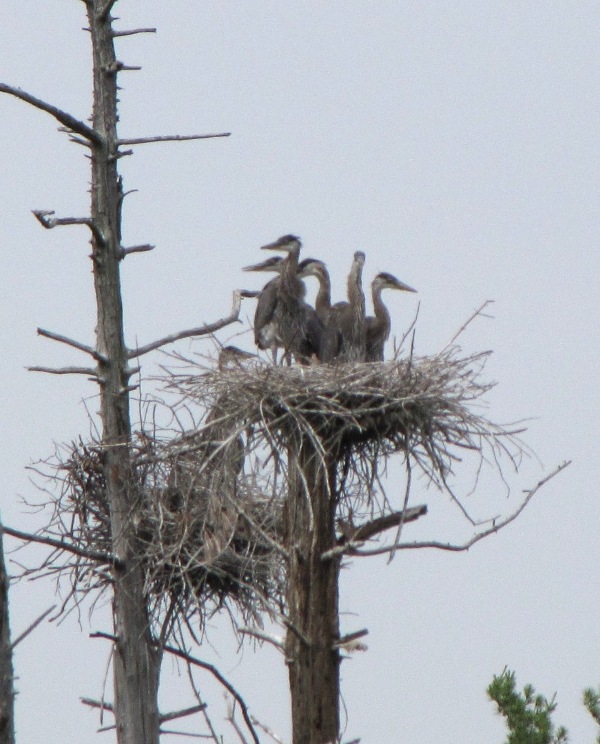 Five Nestlings
