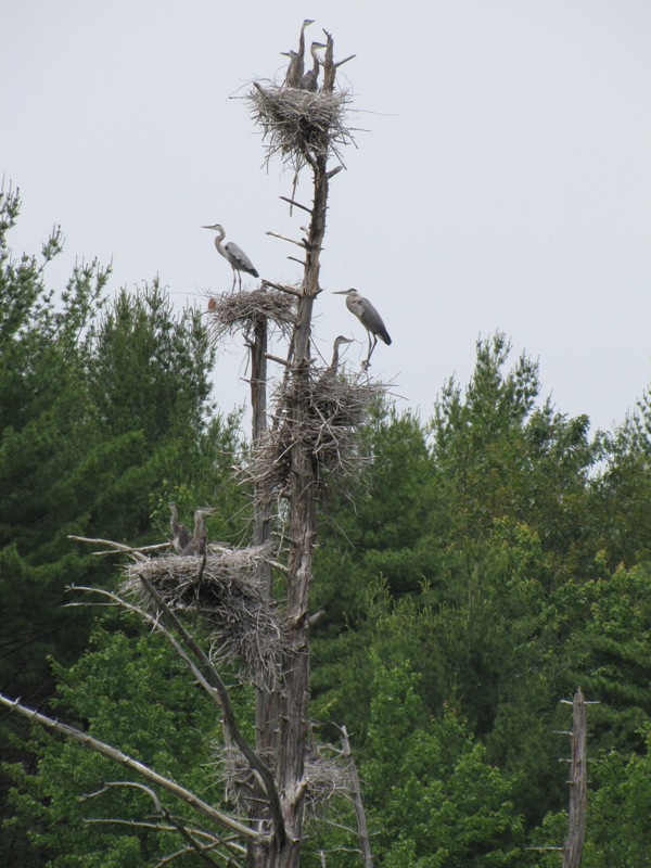 Heron Condo