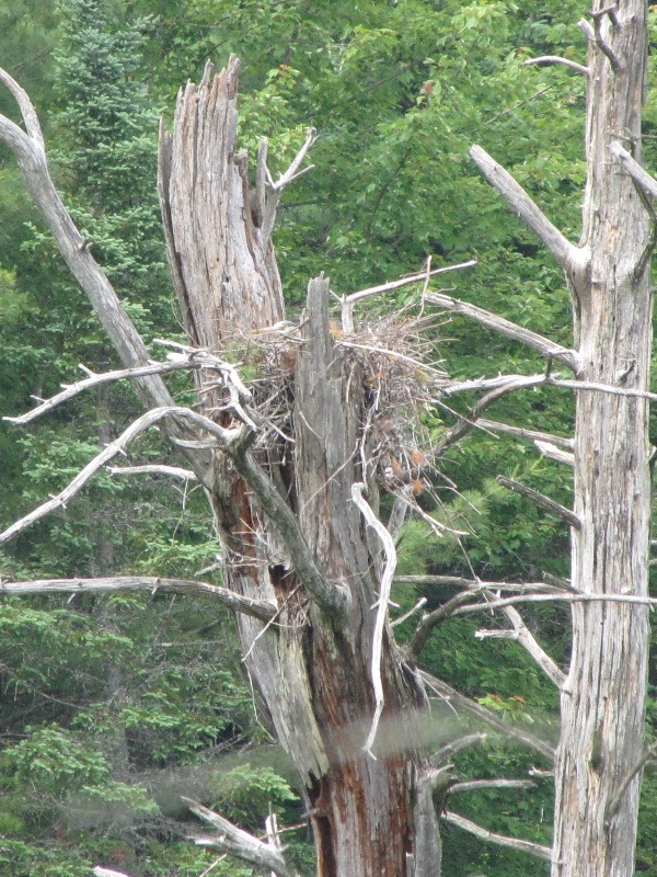 Incubating Adult