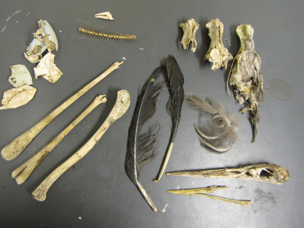 Heron "Trash"