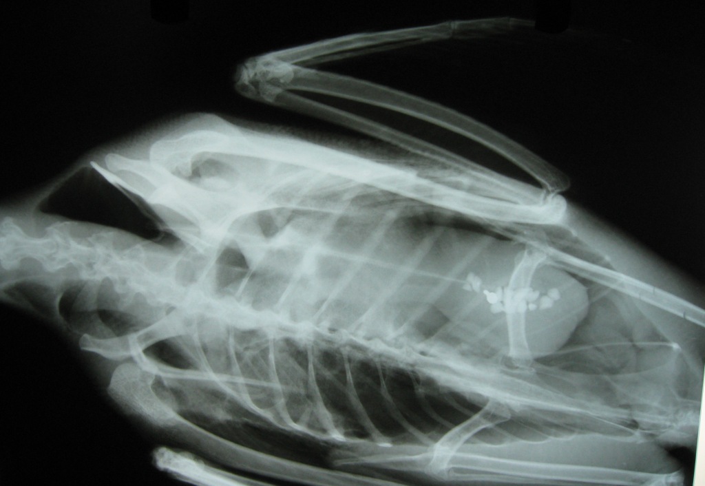 LoonRadiograph