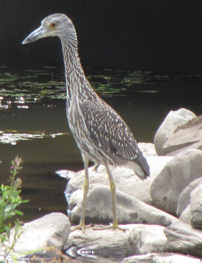 Yellow-Crowned_Night-Heron_Bangor2009