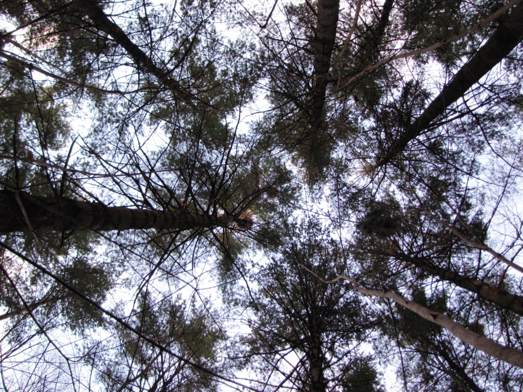 LookingUpForNests