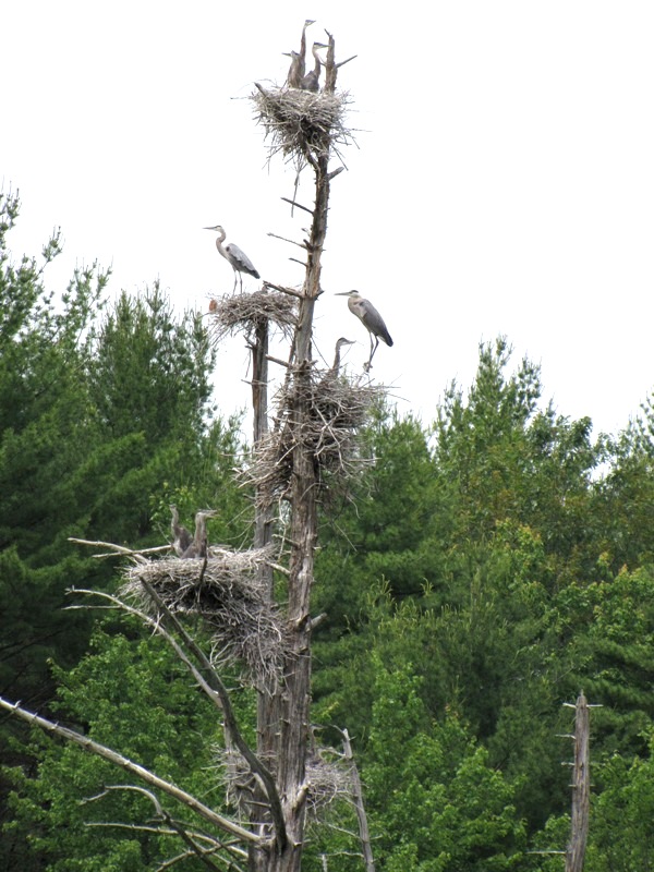 Heron Condo2