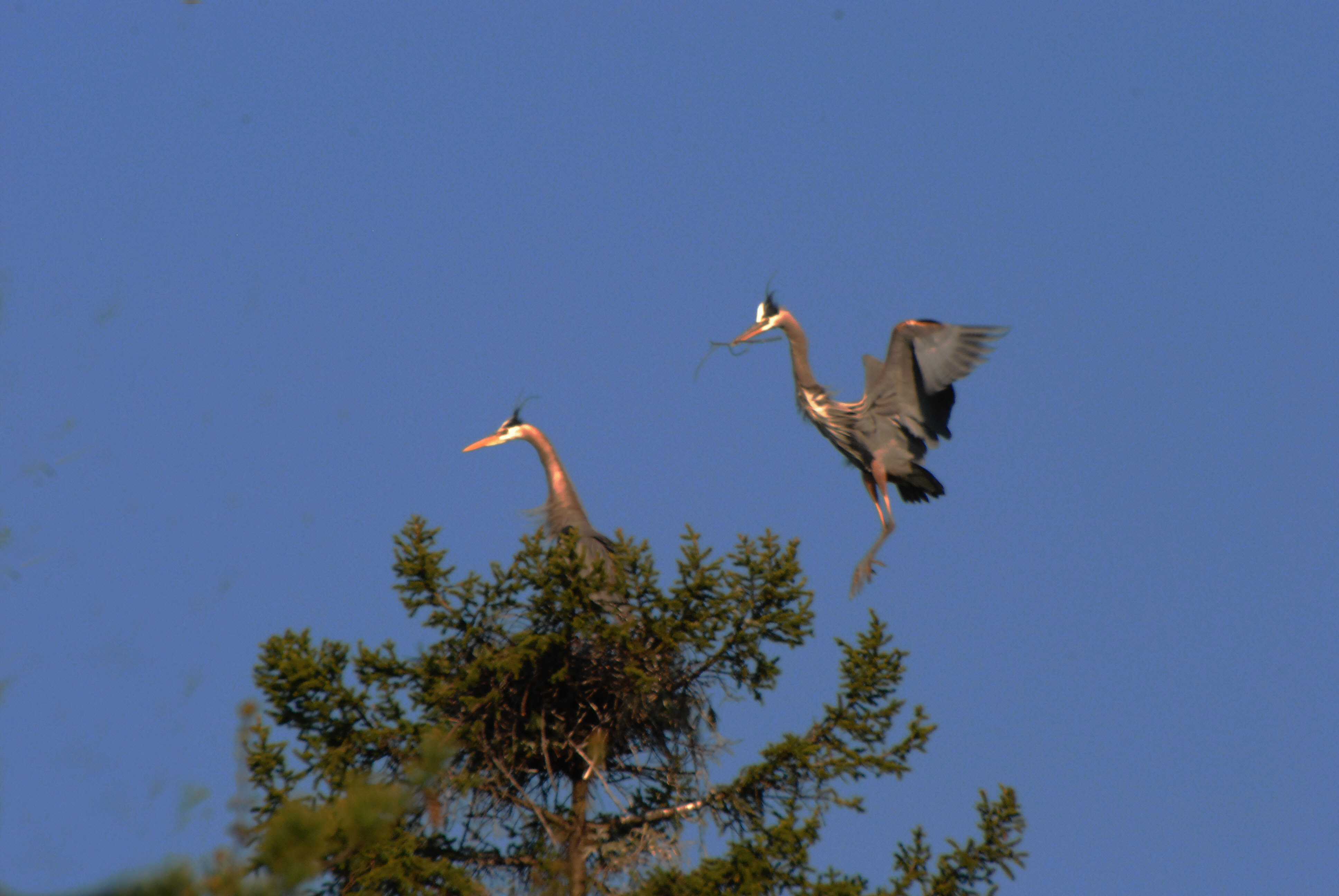 He and She Heron 4991