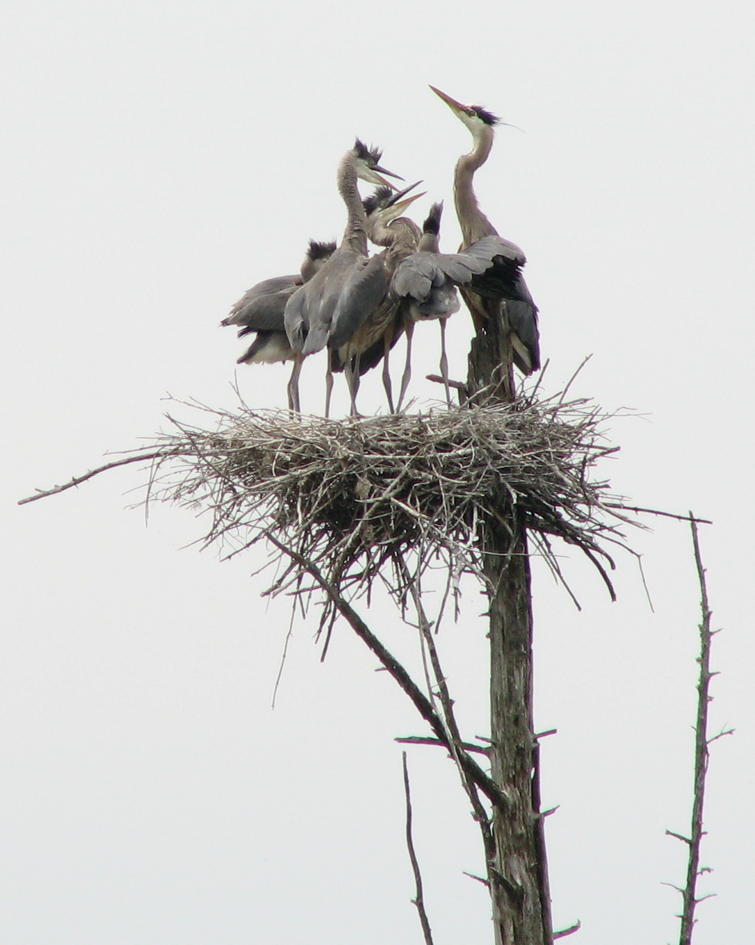 Herons I - FOOD FIGHT!!-1