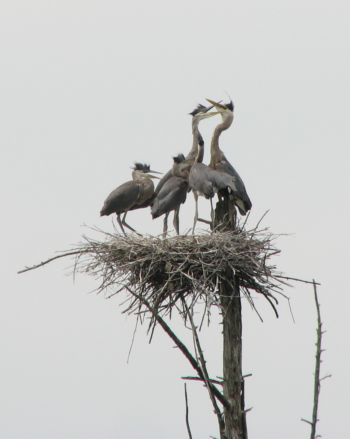 Herons I - FOOD FIGHT!!-2