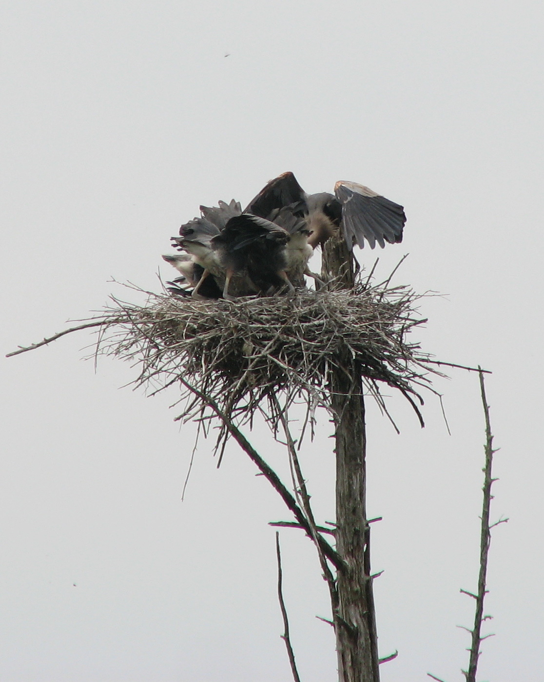 Herons I - FOOD FIGHT!!-6