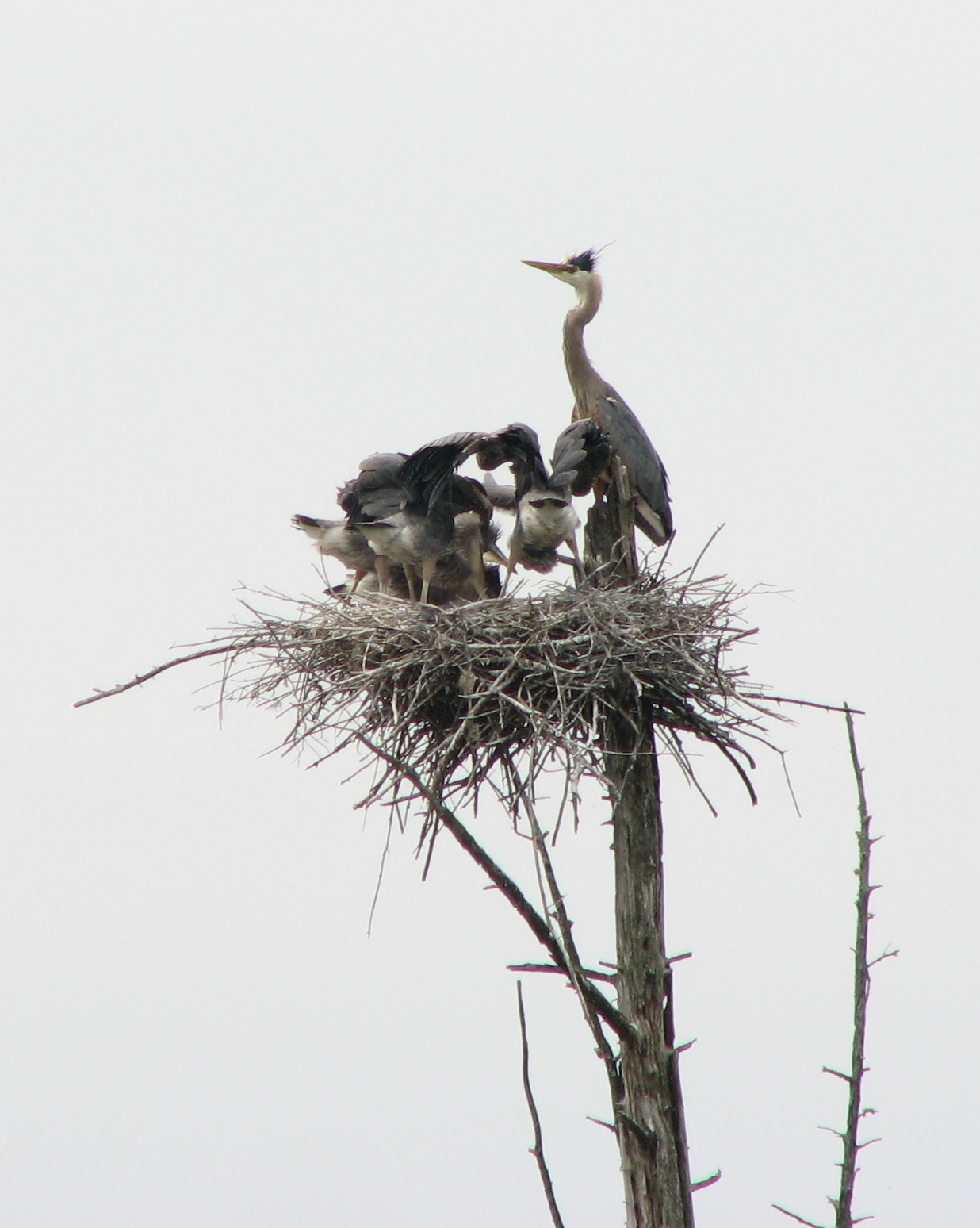 Herons I - FOOD FIGHT!!-7