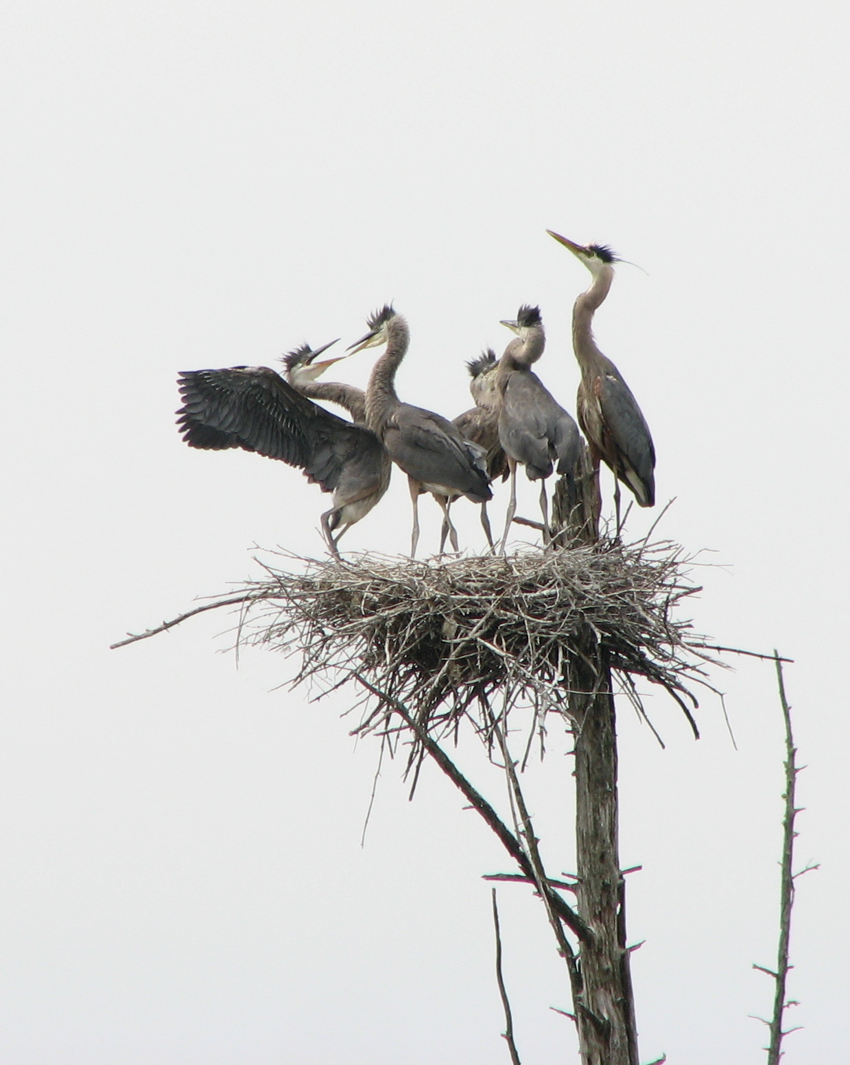 Herons I - FOOD FIGHT!! Balance