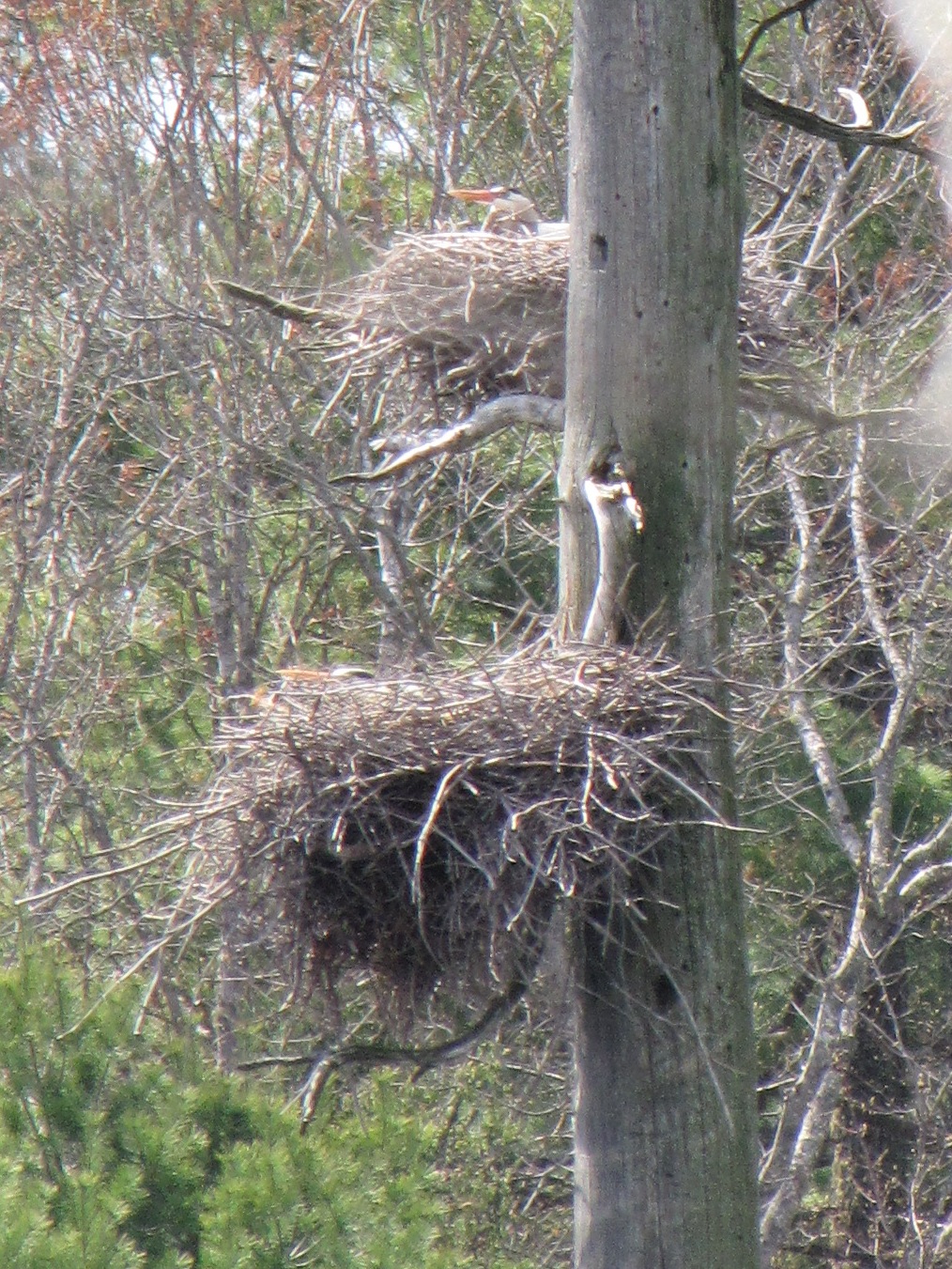 incubating_herons