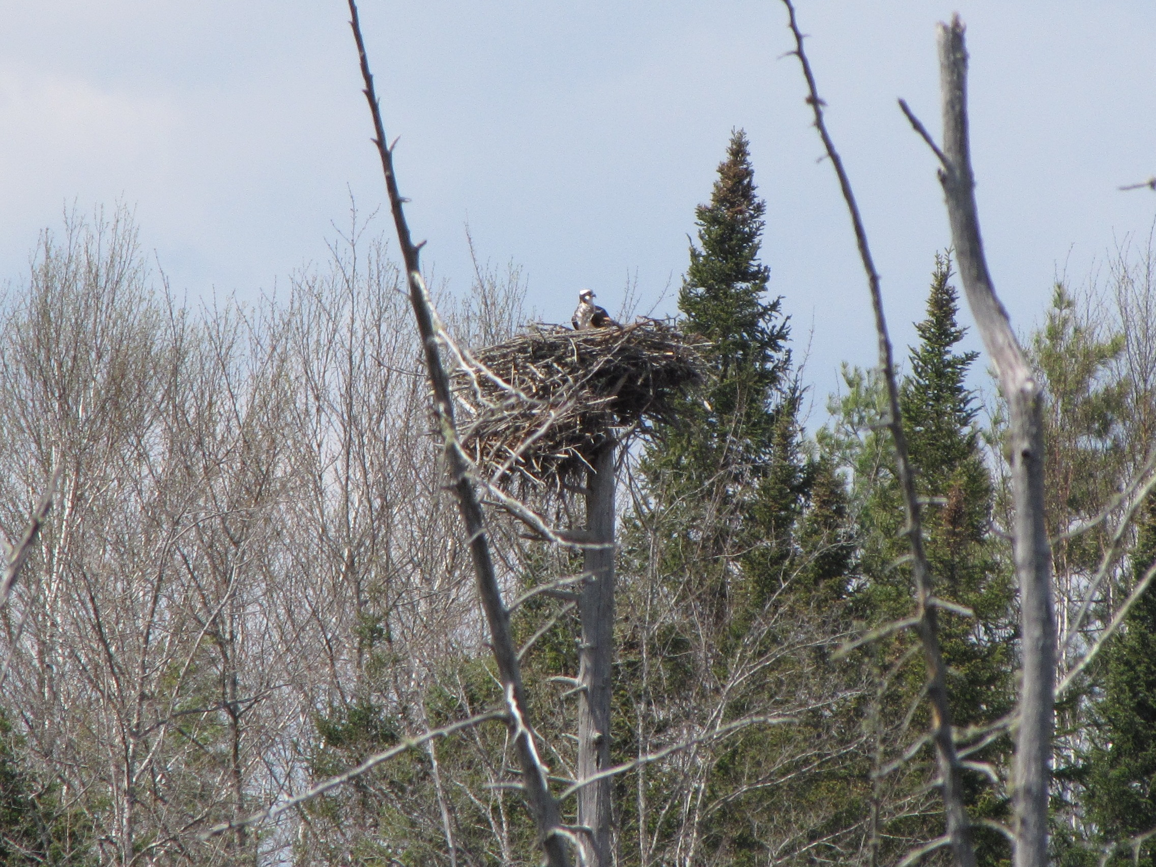 osprey_nest