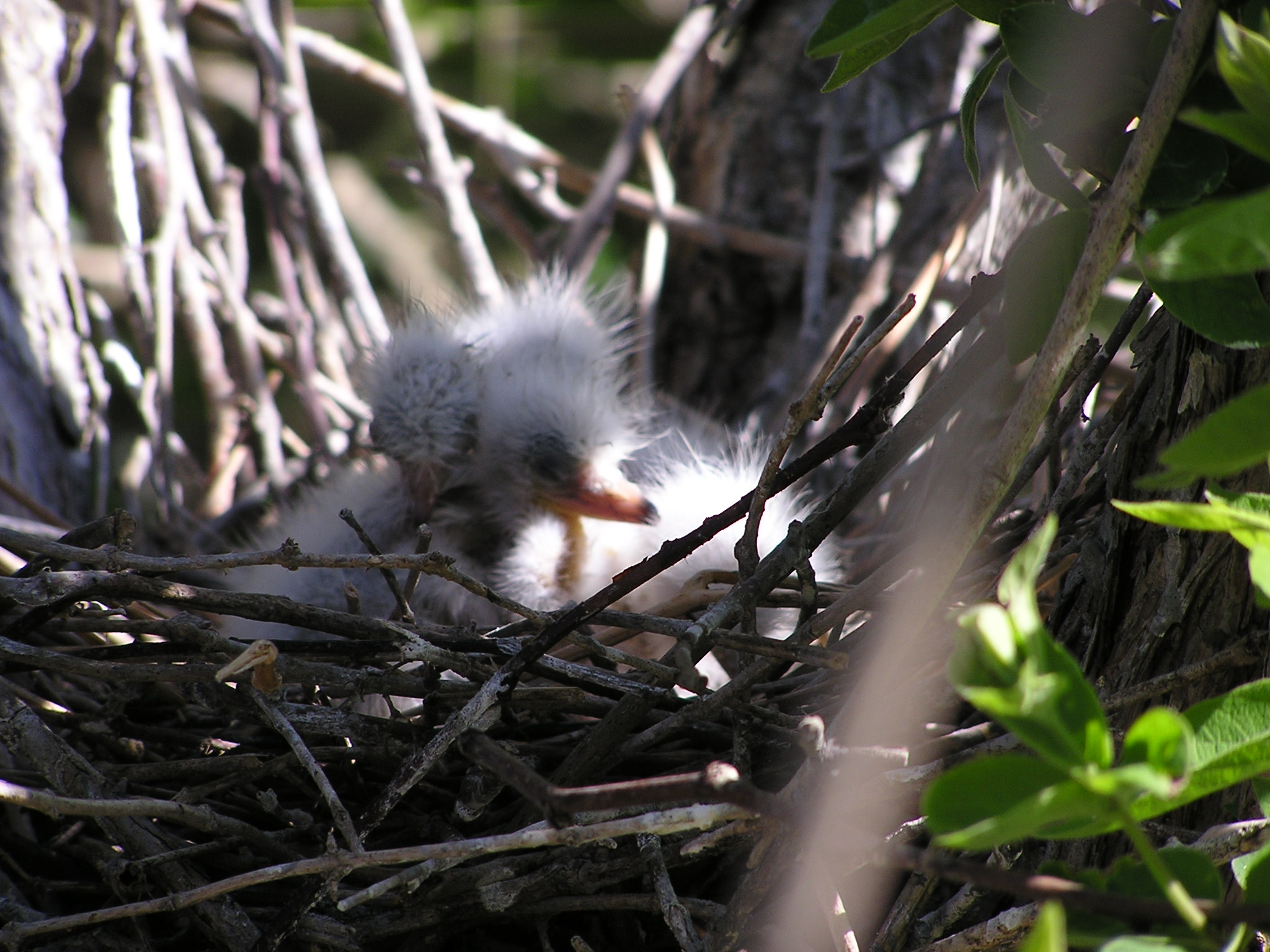 Snowy egret nestling.