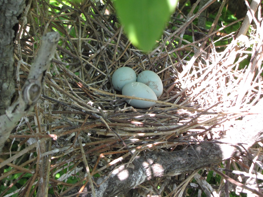 Black-crowned night-heron nest.
