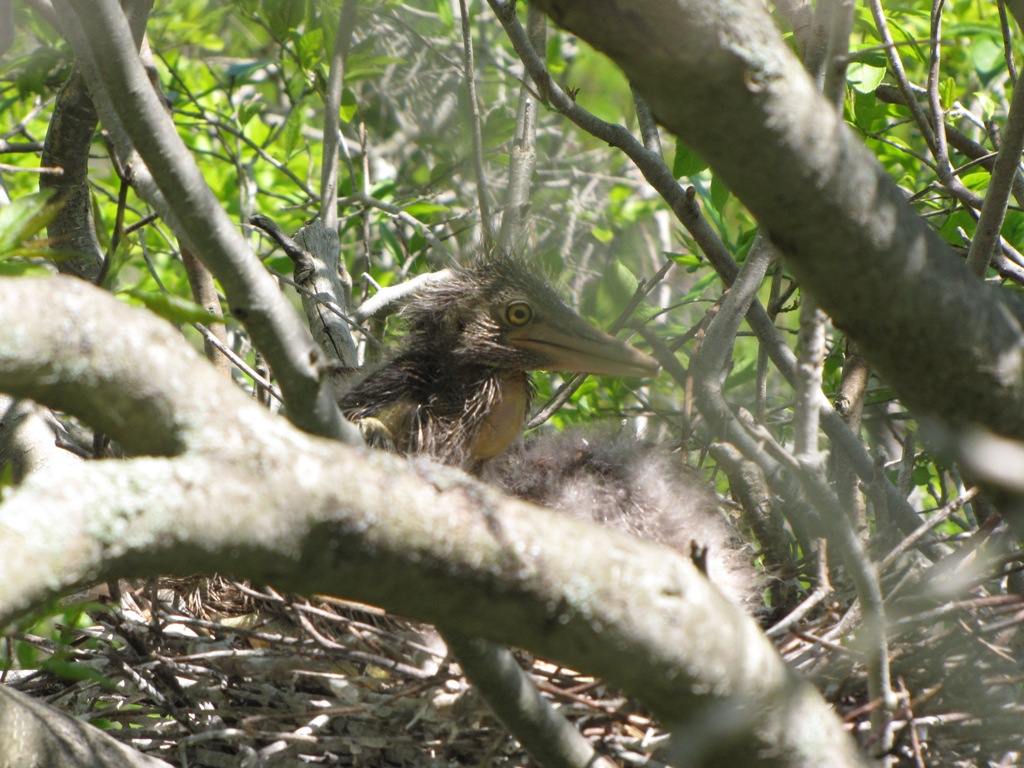 Black-crowned night-heron nestlings.