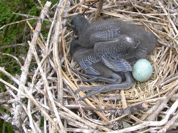Glossy ibis nestlings. RL