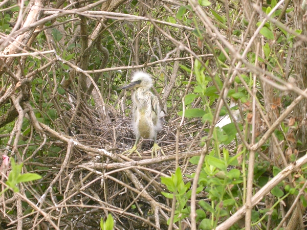 Great egret nestling.