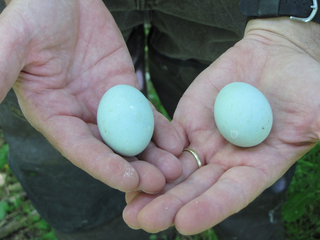 Egg comparison.