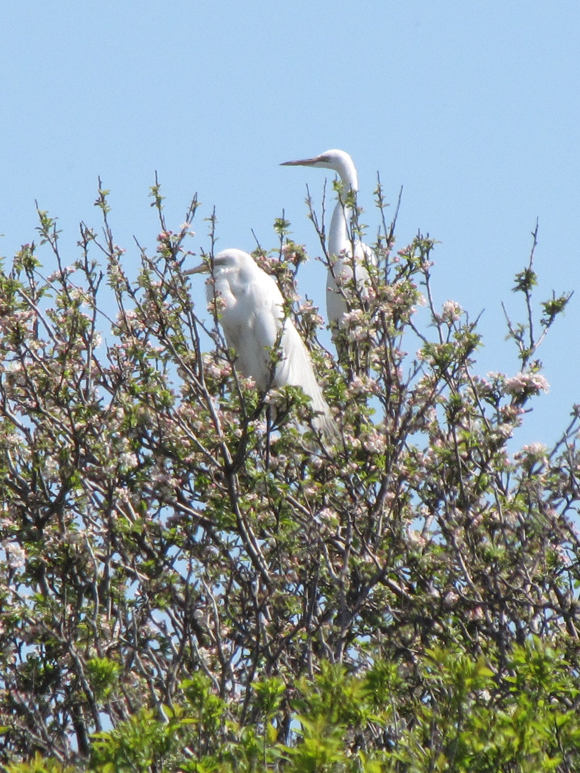 Snowy Egrets