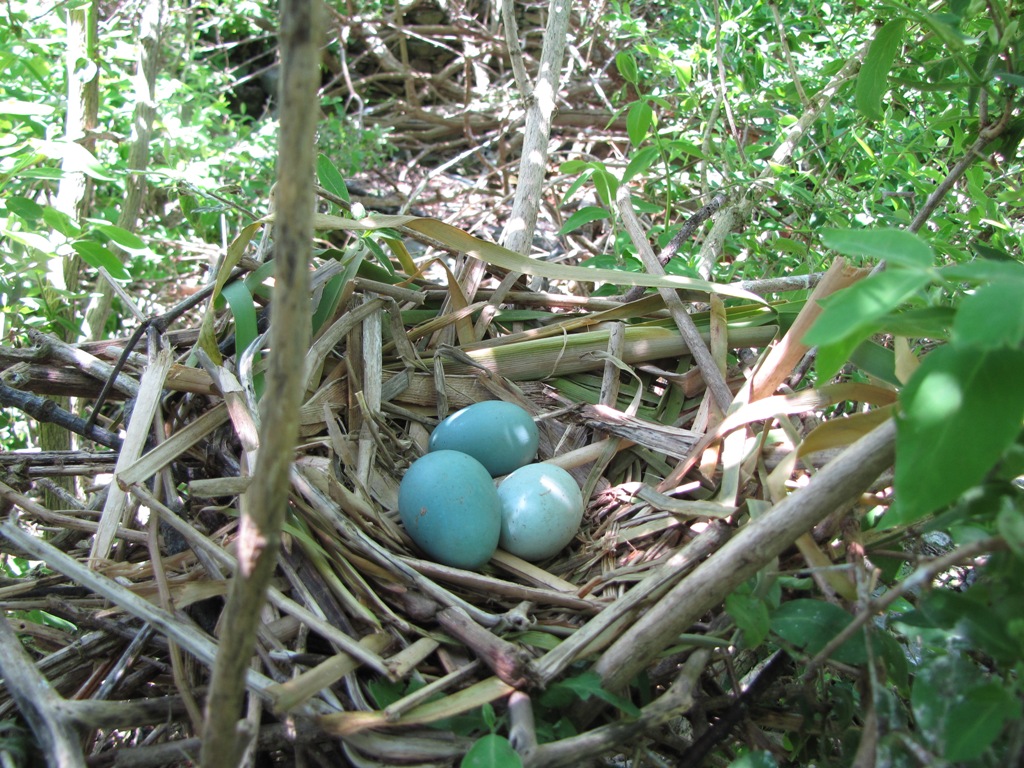 Glossy ibis nest.