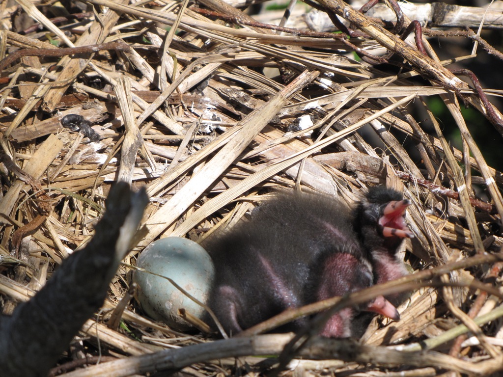 Glossy ibis nestlings.