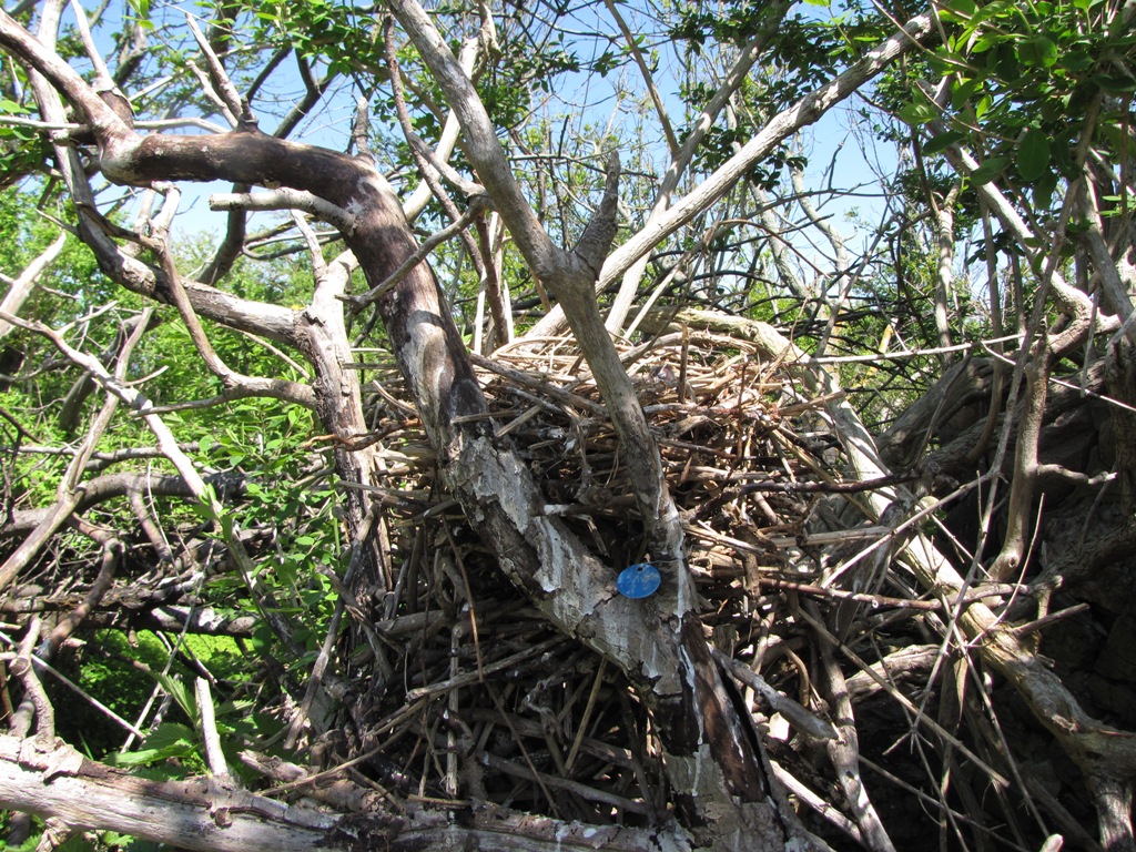 Tagged nest.