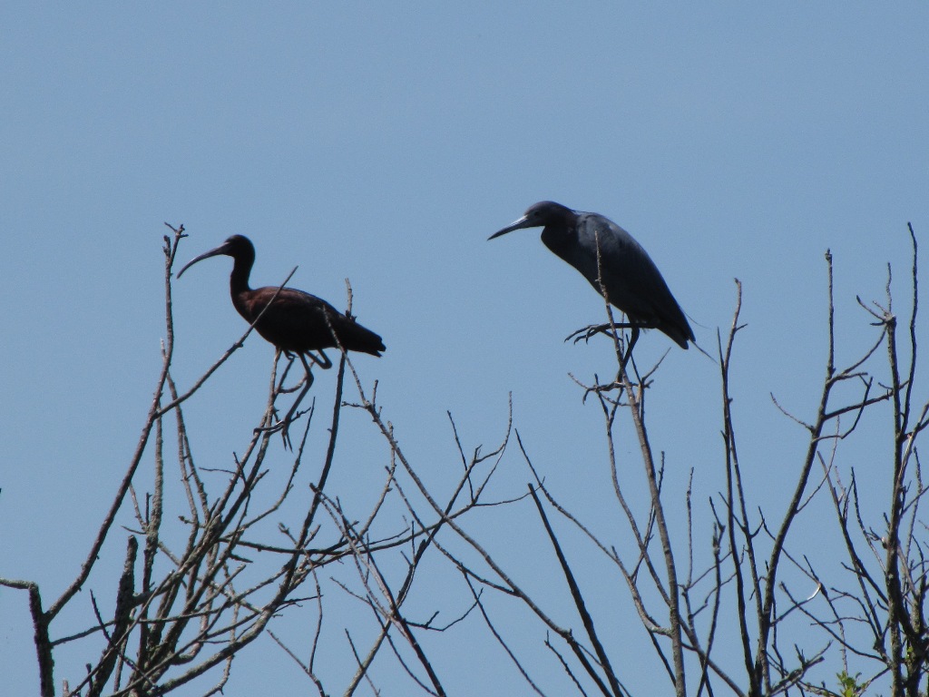 Glossy Ibis and little blue heron.
