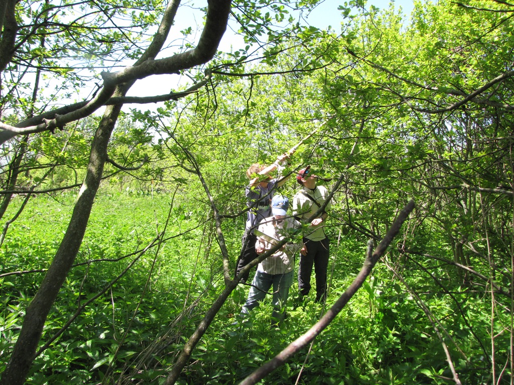 Mirror poling a nest.