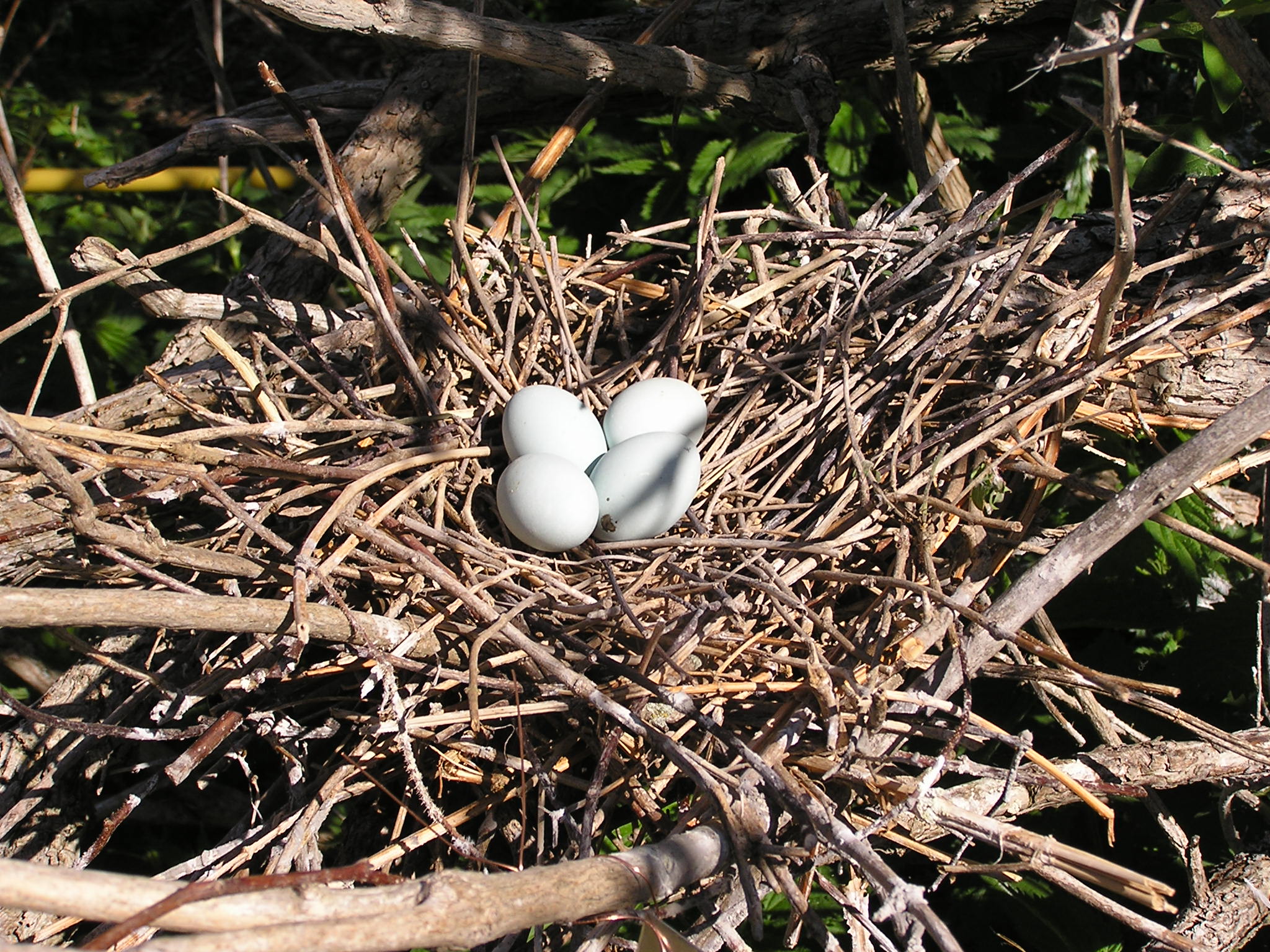 Snowy egret nest.