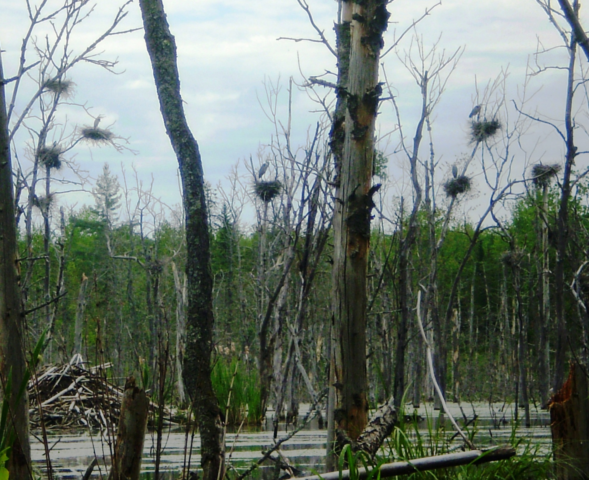Great blue heron nests are often found in snags located in beaver flowages. Photo by Michael Merchant.
