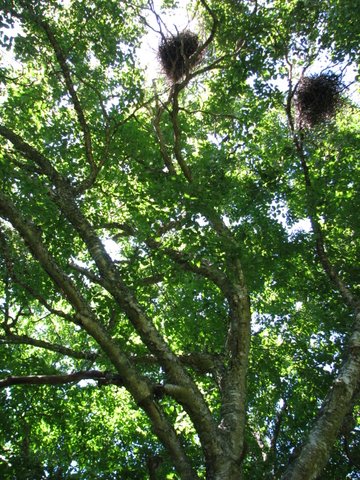 Herons can also use trees with full canopies. Photo by Doug McMullin, Maine Coast heritage Trust.