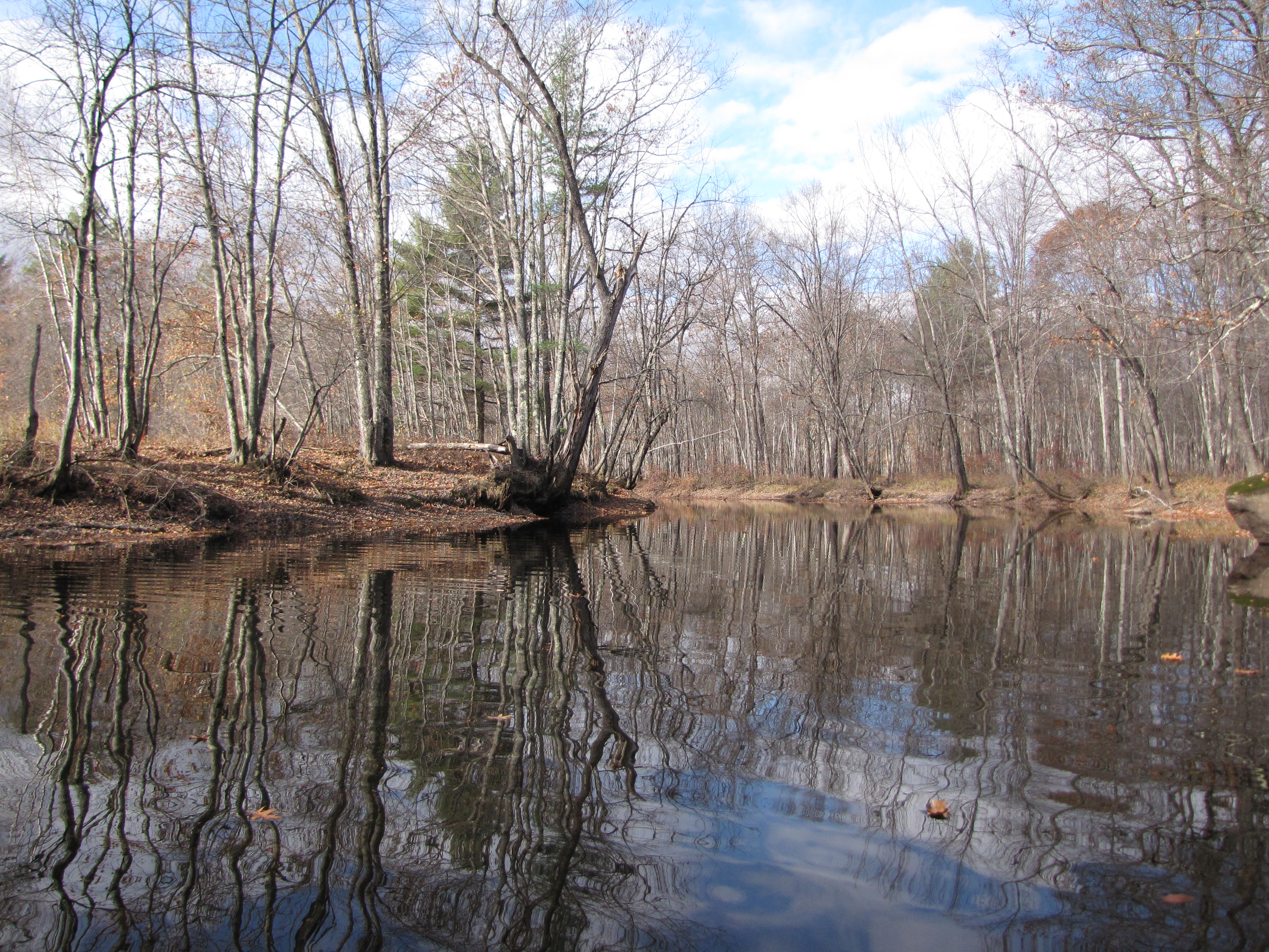 Paddling upstream to the pond.  This colony is in a flood plain setting on the edge of a pond.  The easiest way to get there is to paddle up the outlet.