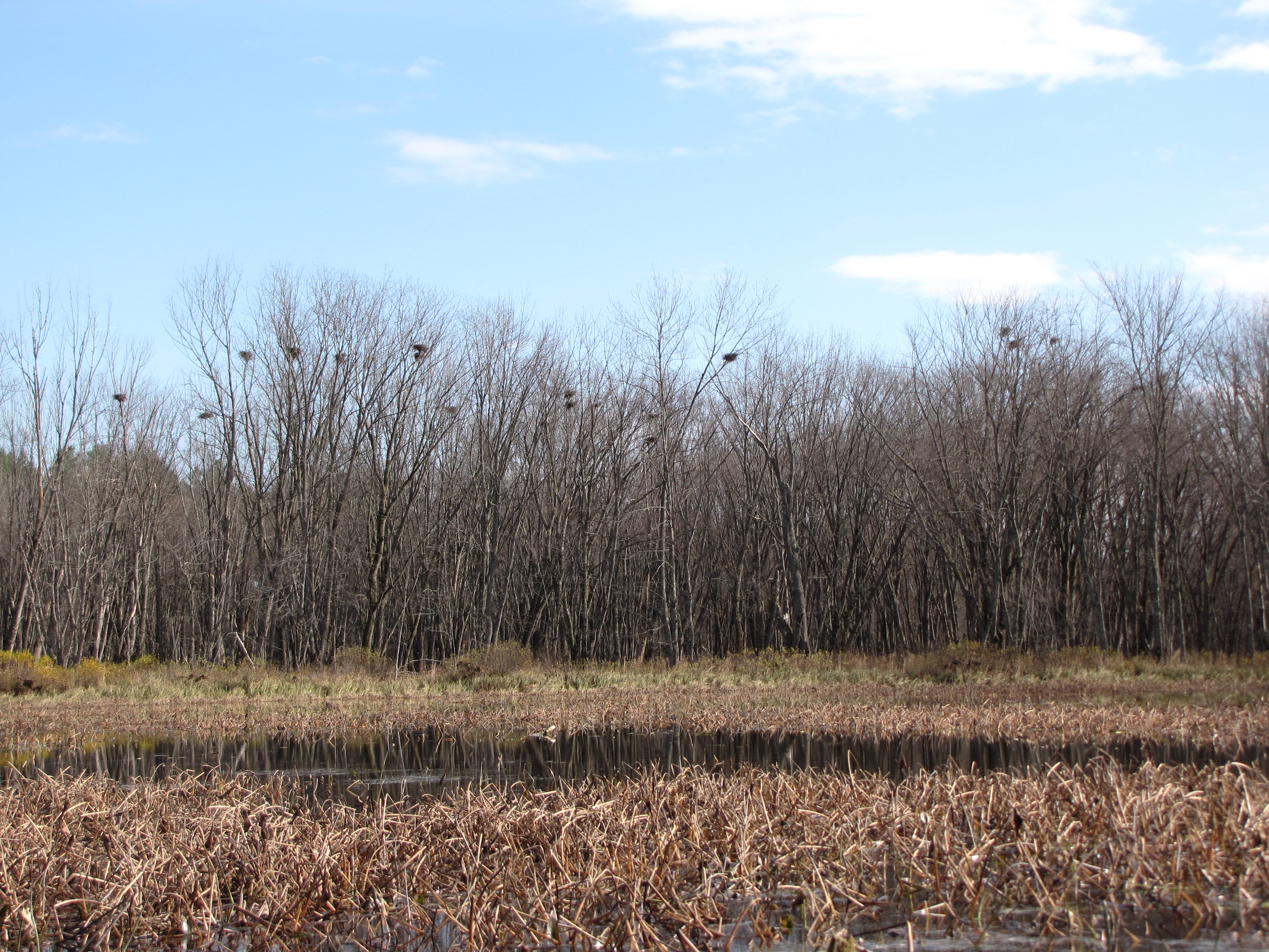 We counted 24 nests.  There were 4 others to the left just outside of this photo that have blown down since June.