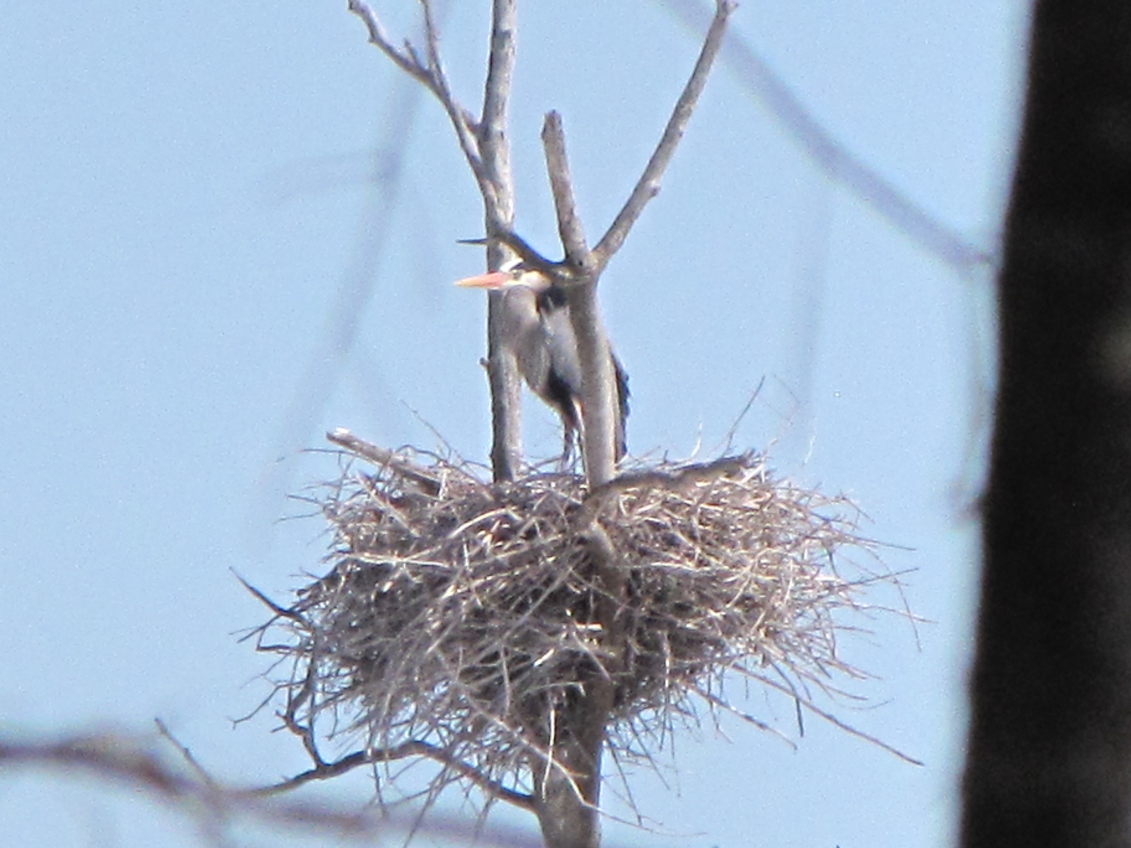 Adult great blue heron at nest (had to zoom in a lot, here!).