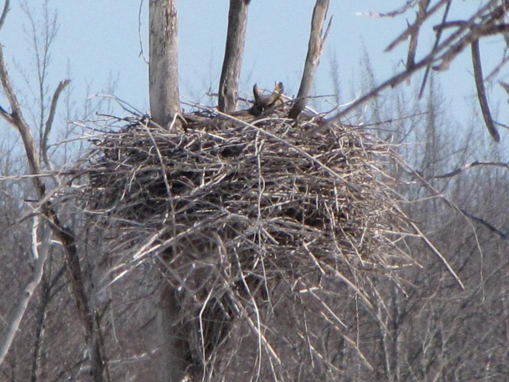 Great horned owl in old heron nest.