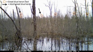 Due to the density of snags and the distance from the upland shore, the nests are very hard to see on camera at the Carmel site.