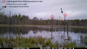 Only the nest furthest to the right was active this year, despite 3 adults visible here. The correct date of this picture is 5/16/2014 (we hadn't set the date and time correctly on the camera!).