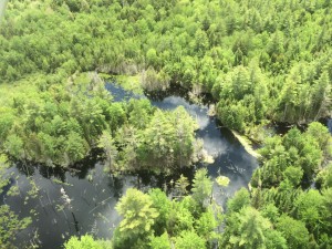 This is a typical "fly-by" view of a great blue heron colony.  How many nests do you see?